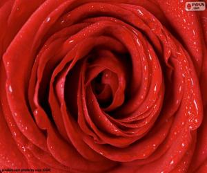 Puzzle Κόκκινο τριαντάφυλλο λεπτομέρεια